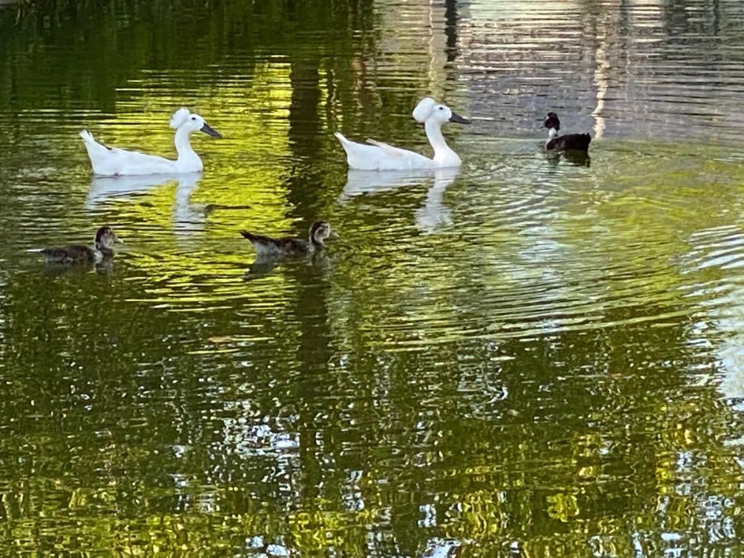 乡村博物馆的“当代叙事”之我见(图12)