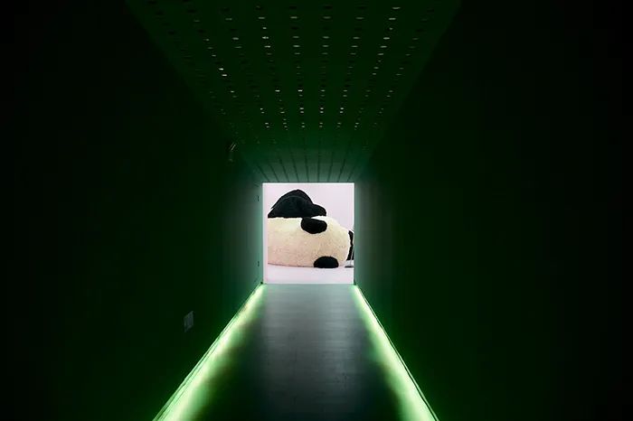 大黄鸭来了：我的创作是一种比喻，与动物本身无关(图29)