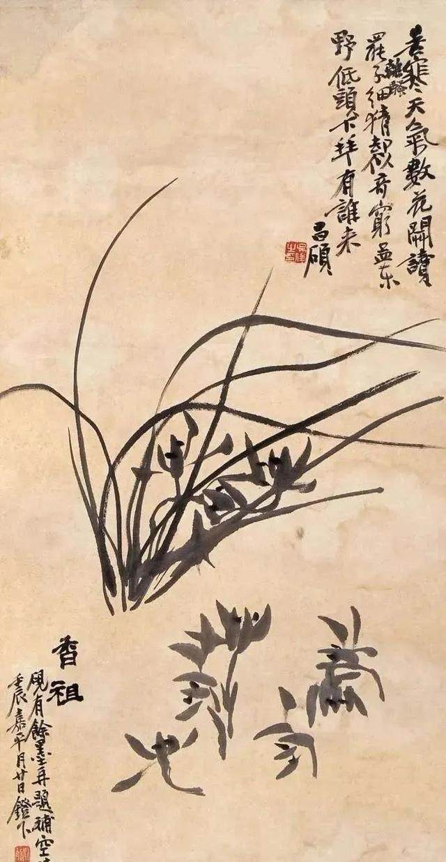 兰花(图8)